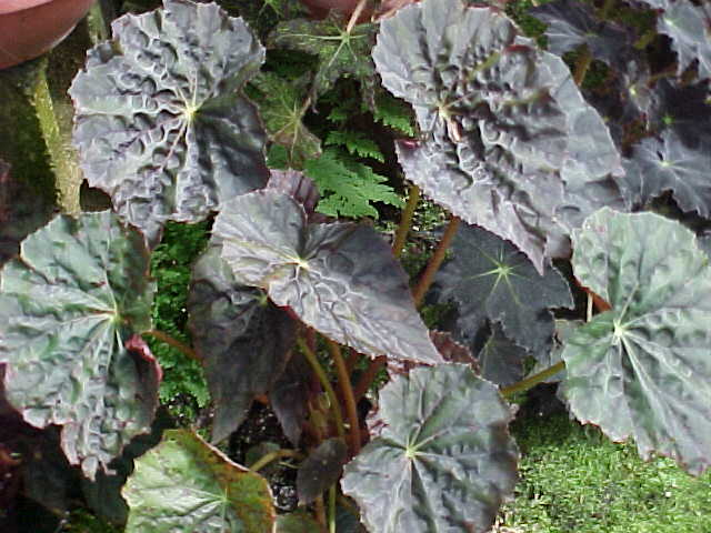 B. ‘Caribbean Corsair’
